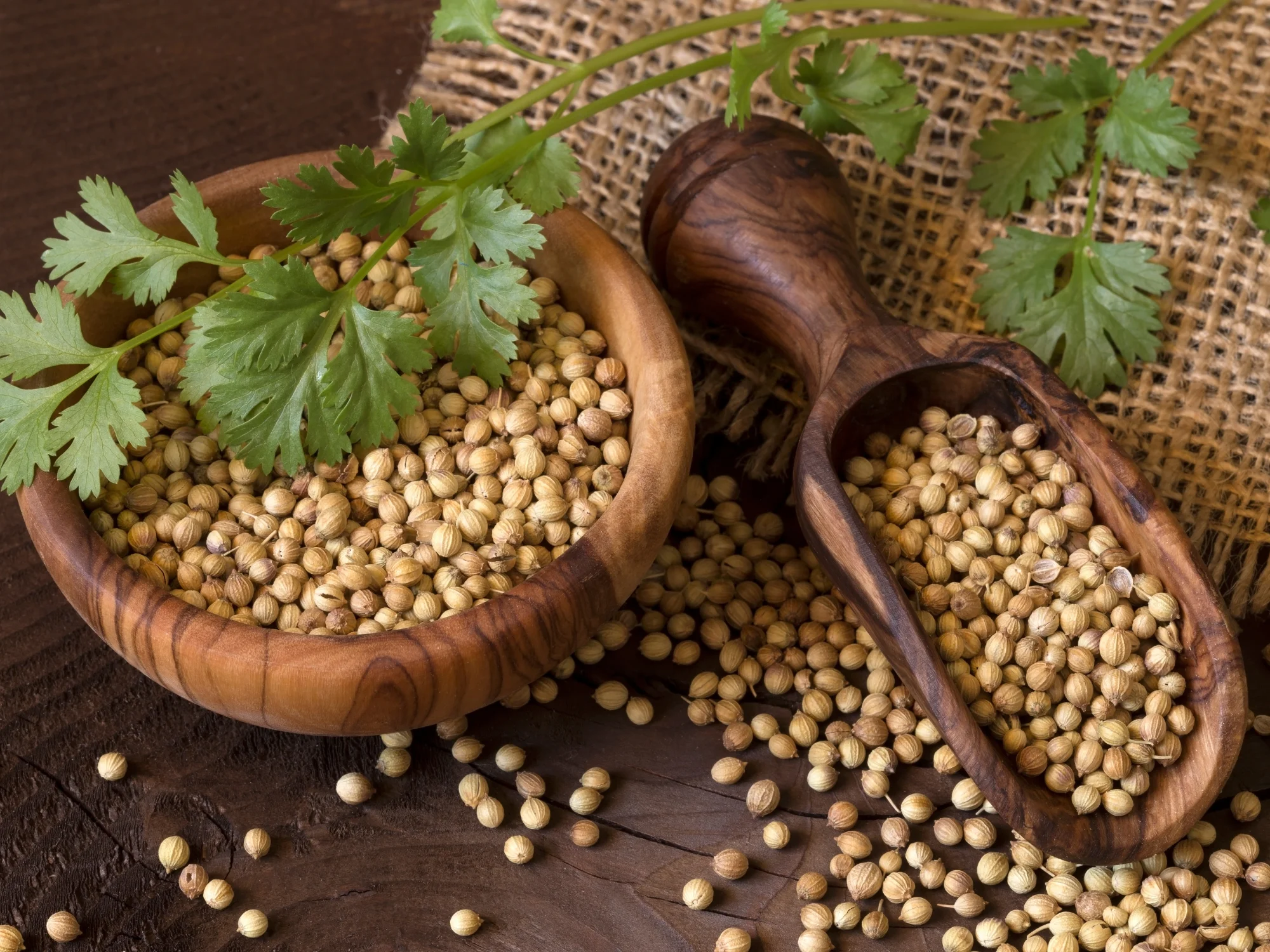 Coriander Seeds